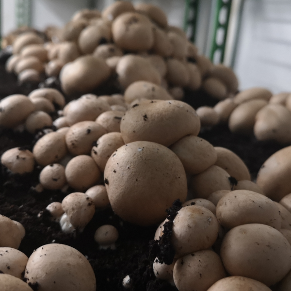 Bio Champignon braun Fertigkultur 20 Kilogramm