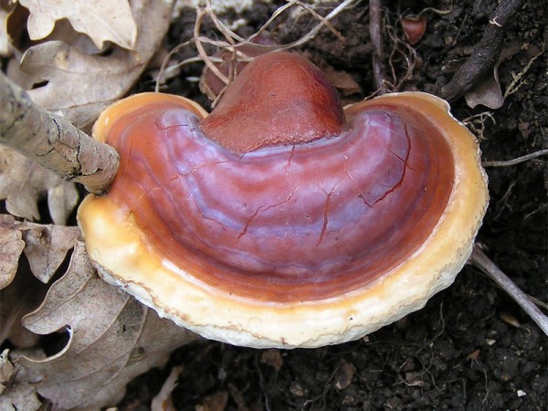 Glänzender Lackporling (Reishi)