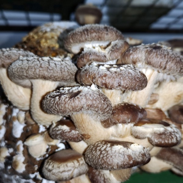 Bio Shiitake Fertigkultur - Shiitake Pilzsubstart