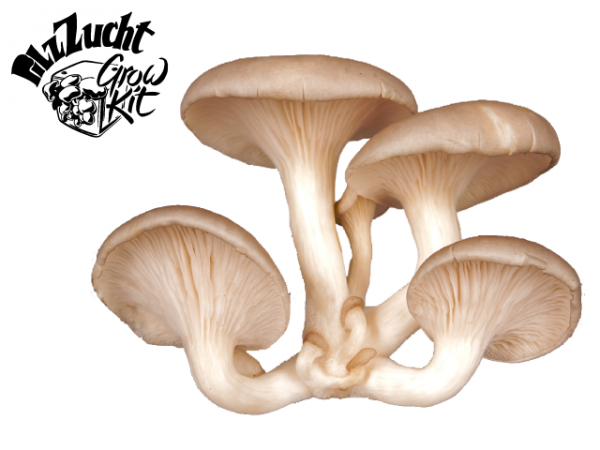 PilzZucht Grow Kit