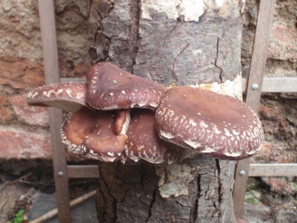 Shiitake Impfdübel