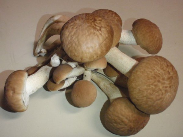 Pappel Schüppling, Agrocybe aegerita